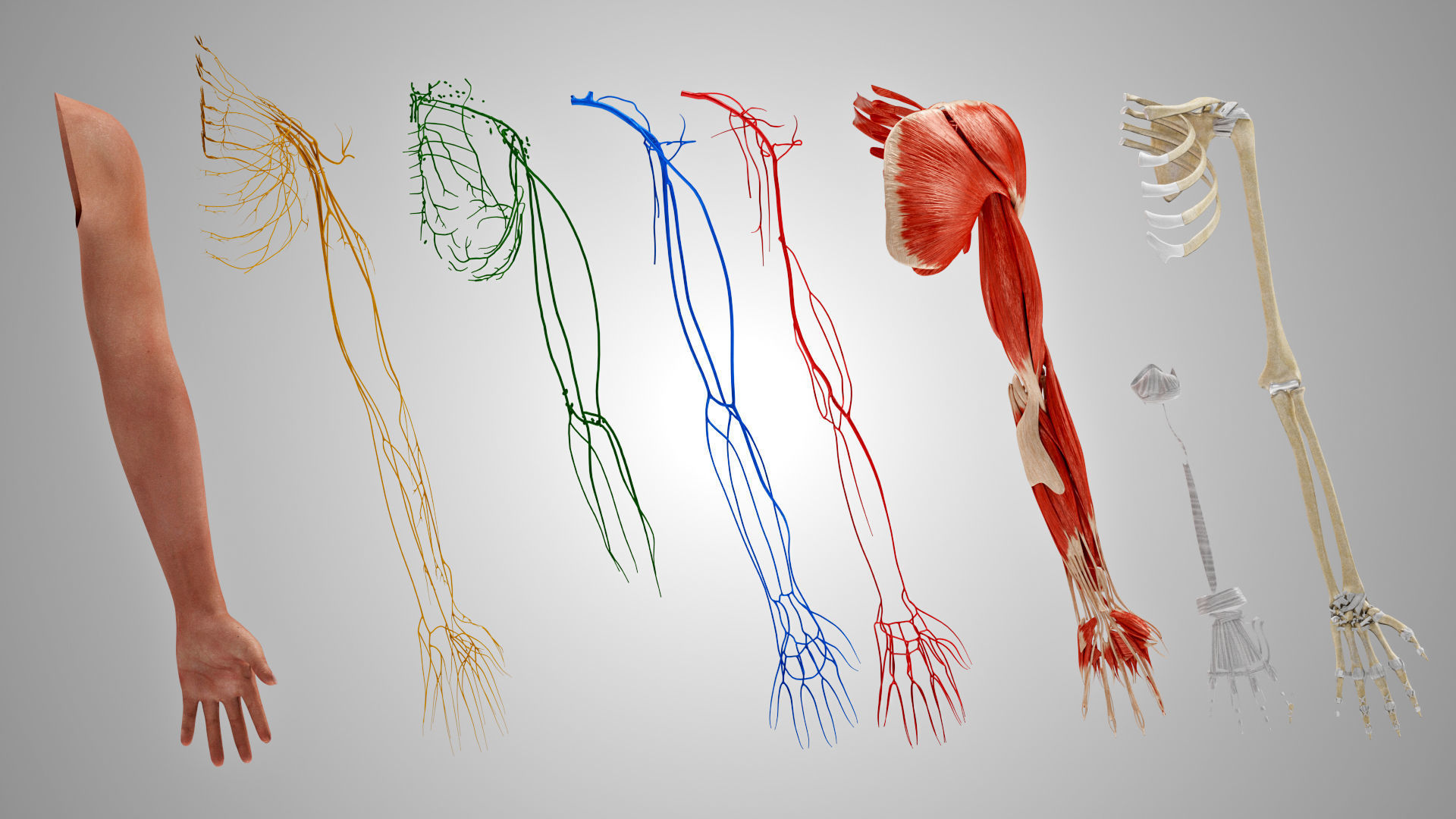 Complete Human Arm Anatomy Low-poly 3D model_8