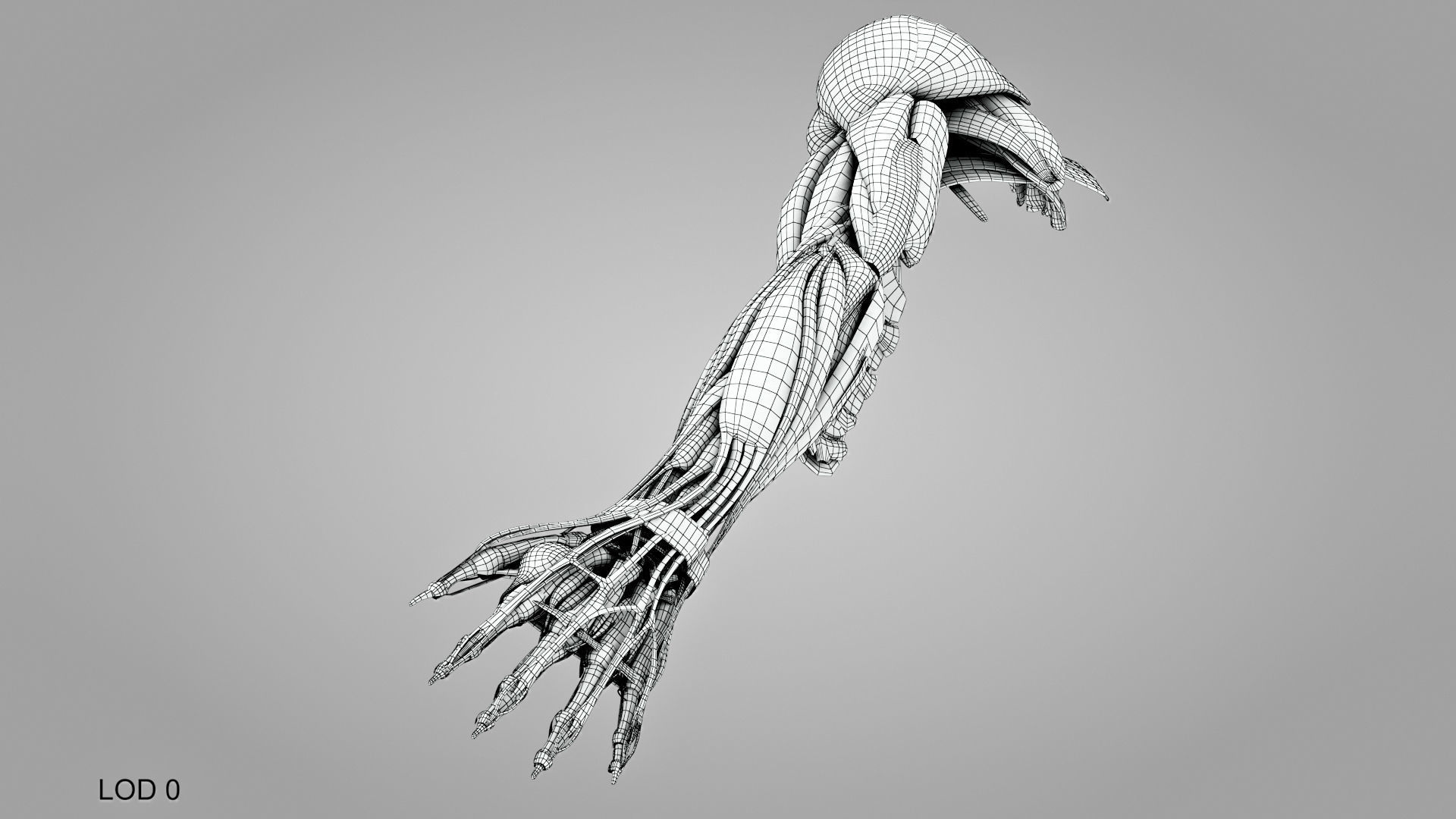 Complete Human Arm Anatomy Low-poly 3D model_16