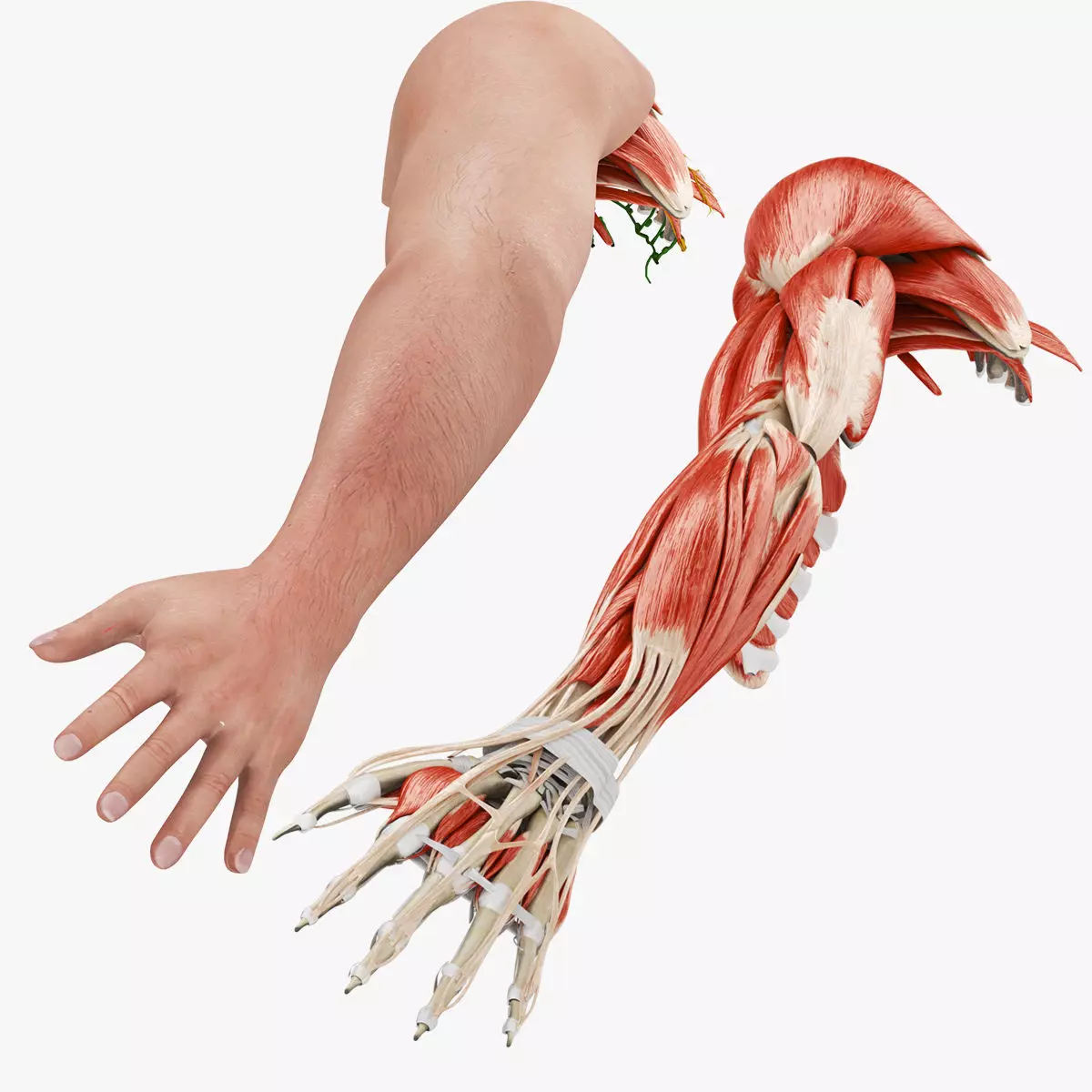 Complete Human Arm Anatomy Low-poly 3D model_0