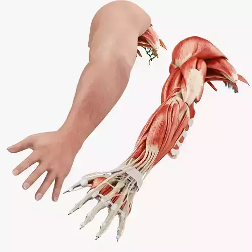 Complete Human Arm Anatomy Low-poly 3D model