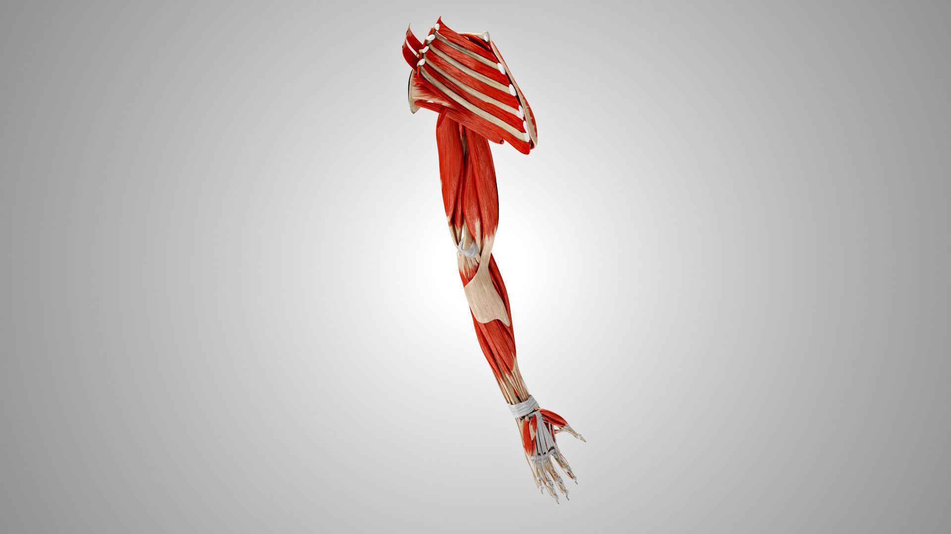 Complete Human Arm Anatomy Low-poly 3D model_14
