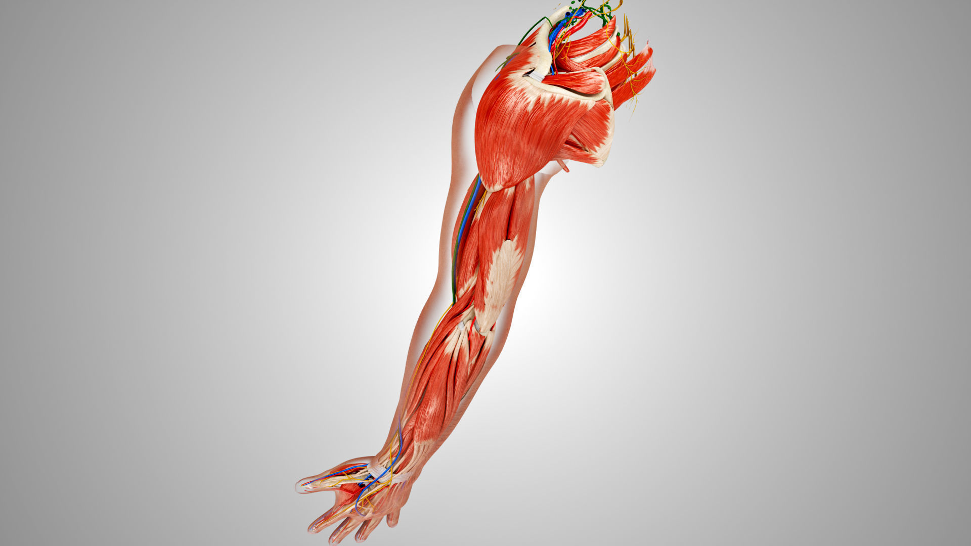 Complete Human Arm Anatomy Low-poly 3D model_4
