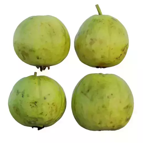Guava 04