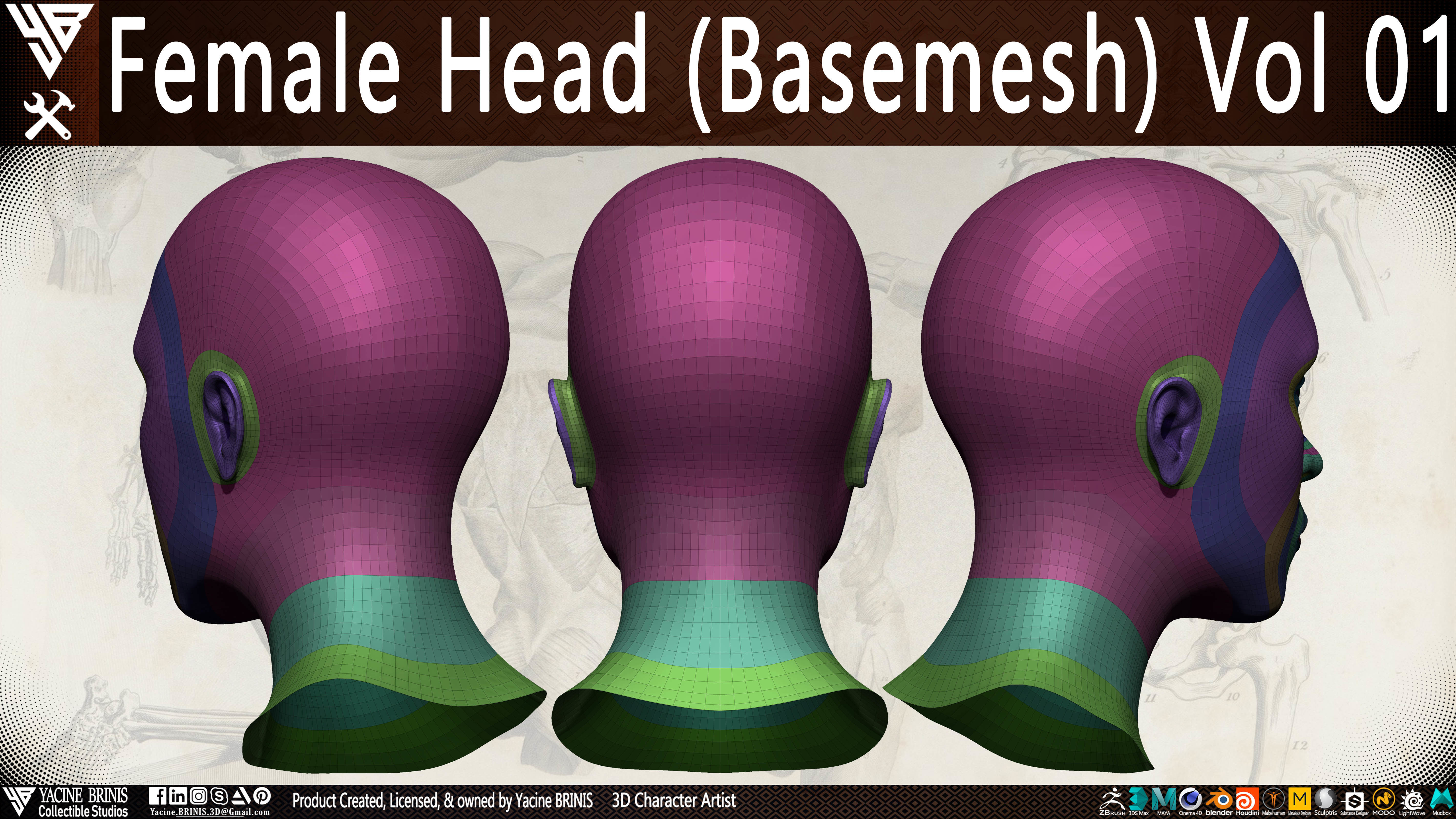 Female Head Basemesh Vol 01 Low-poly 3D model_8