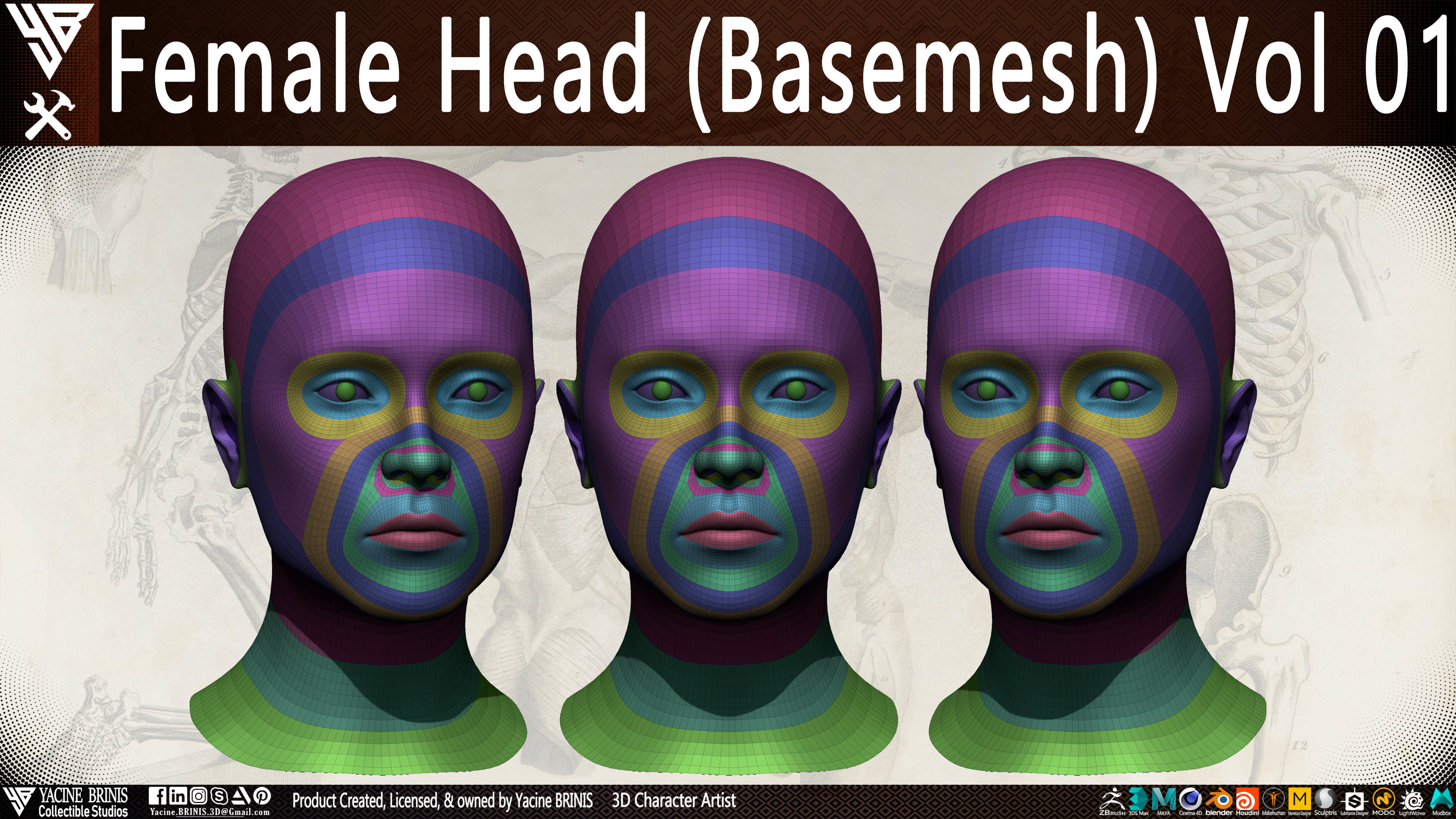 Female Head Basemesh Vol 01 Low-poly 3D model_6