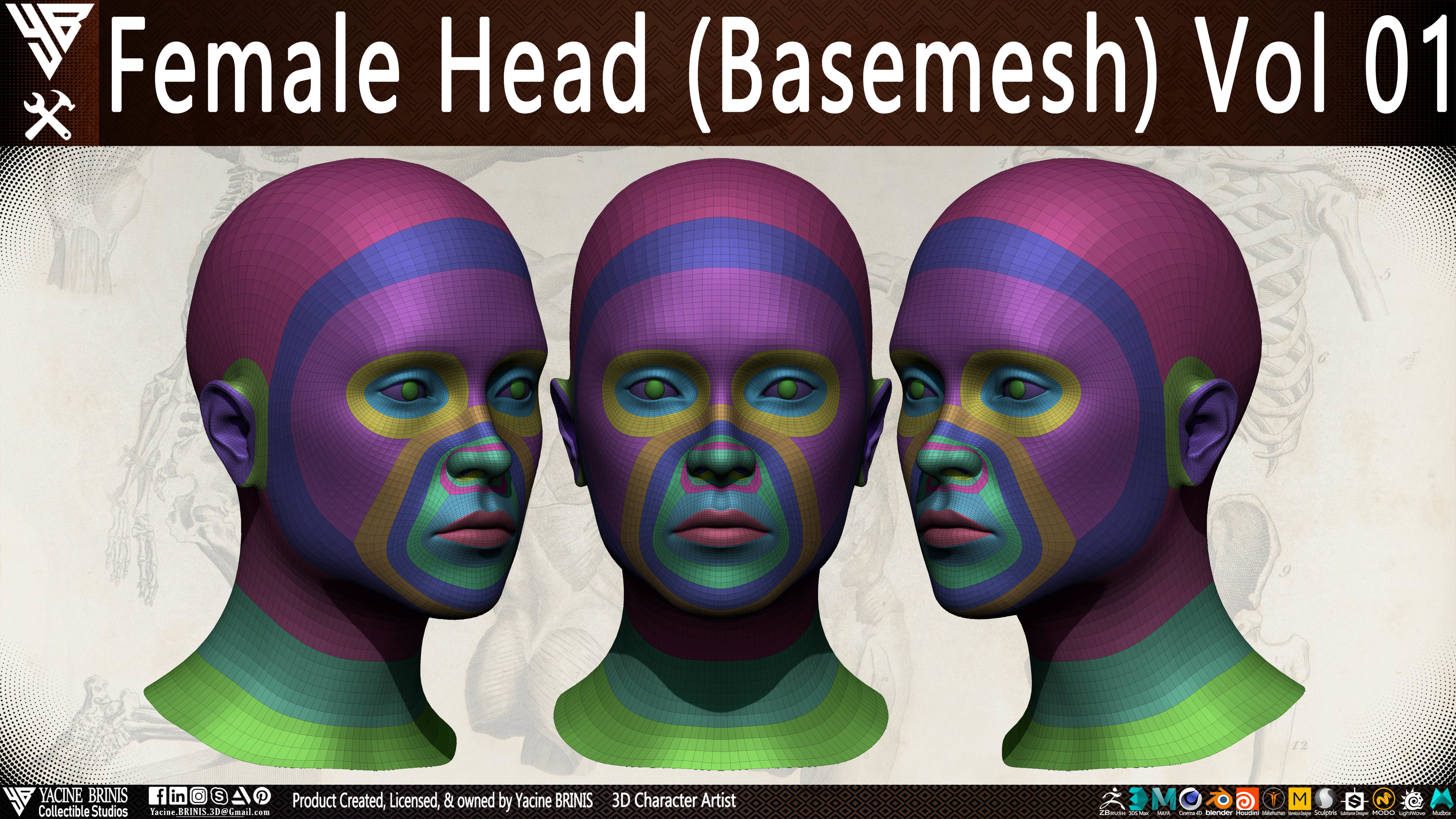 Female Head Basemesh Vol 01 Low-poly 3D model_5