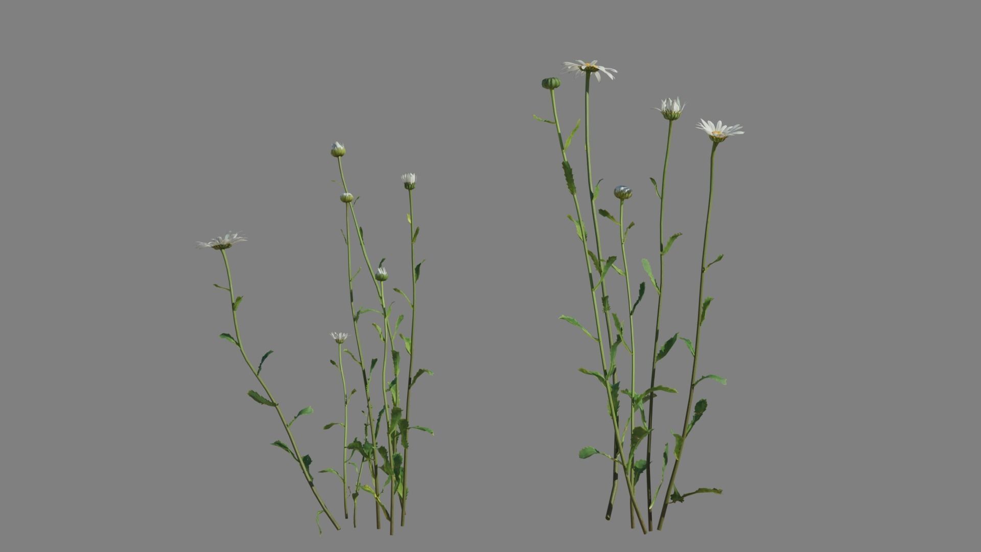 Daisy VFX Grace Low-poly 3D model_6
