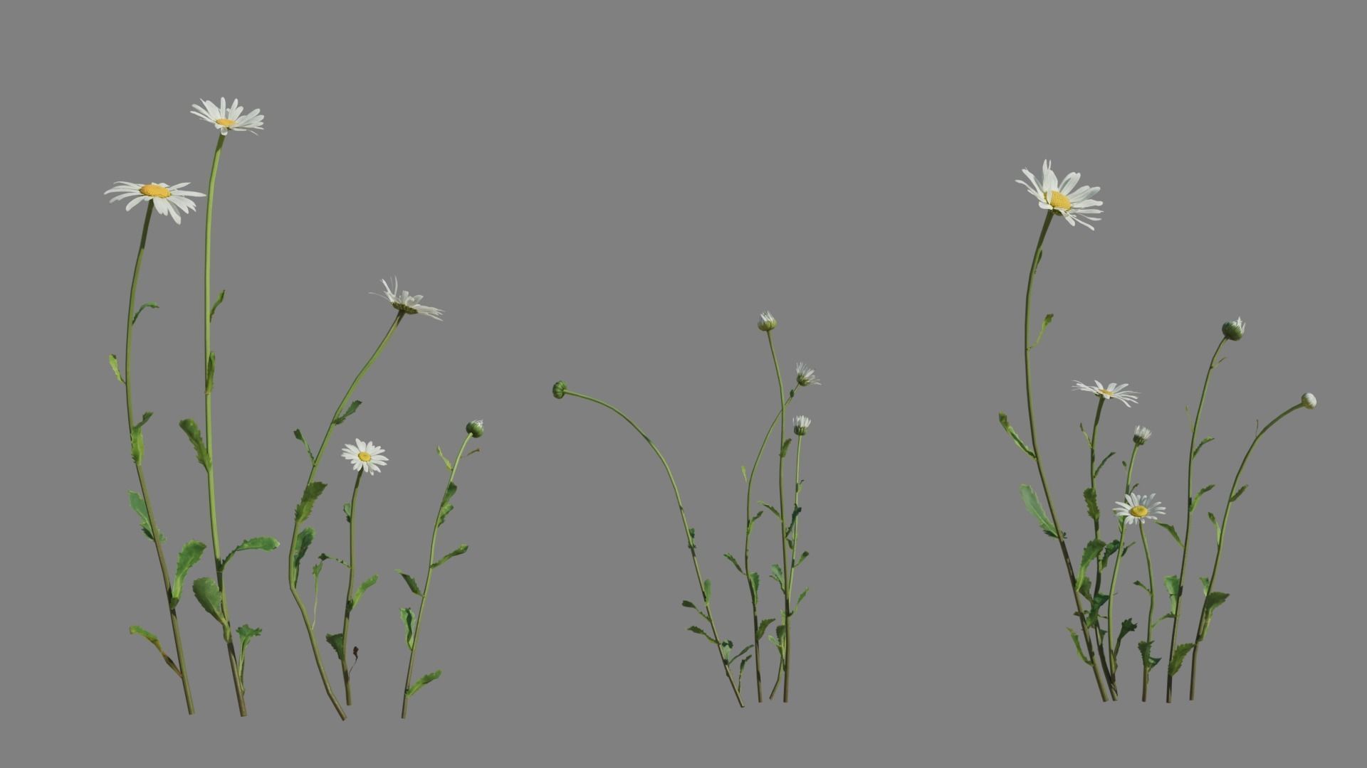 Daisy VFX Grace Low-poly 3D model_5