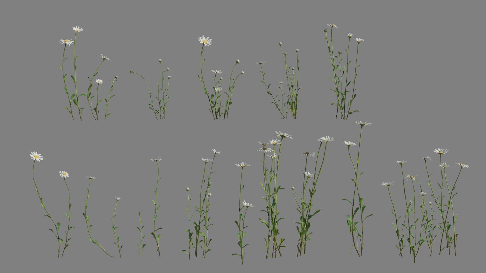 Daisy VFX Grace Low-poly 3D model_2