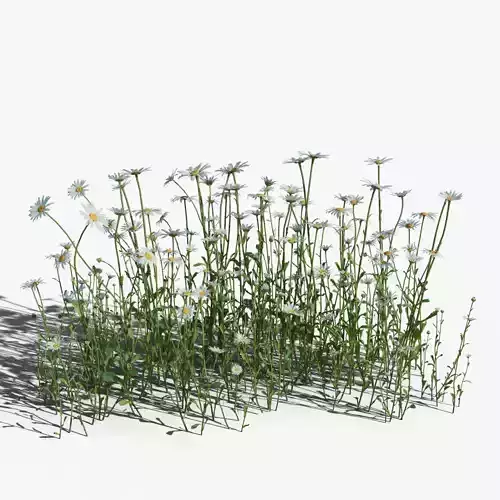 Daisy VFX Grace Low-poly 3D model
