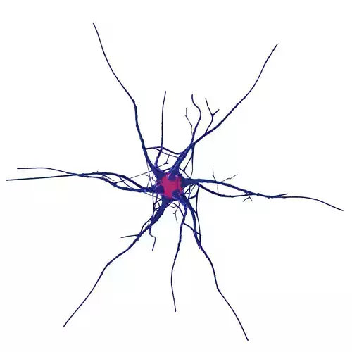 Nerve cell 3D model