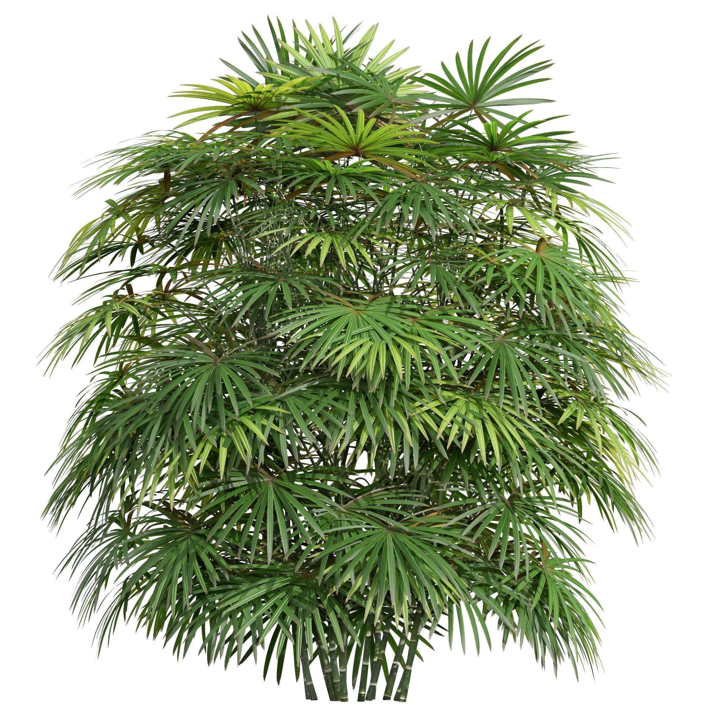 Rhapis Excelsa Bush-9 different bush 3D model_2