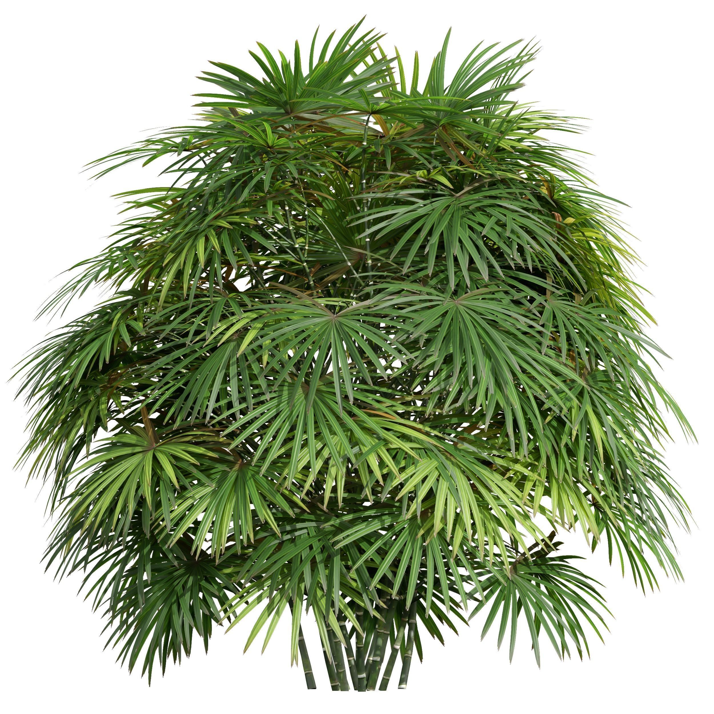 Rhapis Excelsa Bush-9 different bush 3D model_4