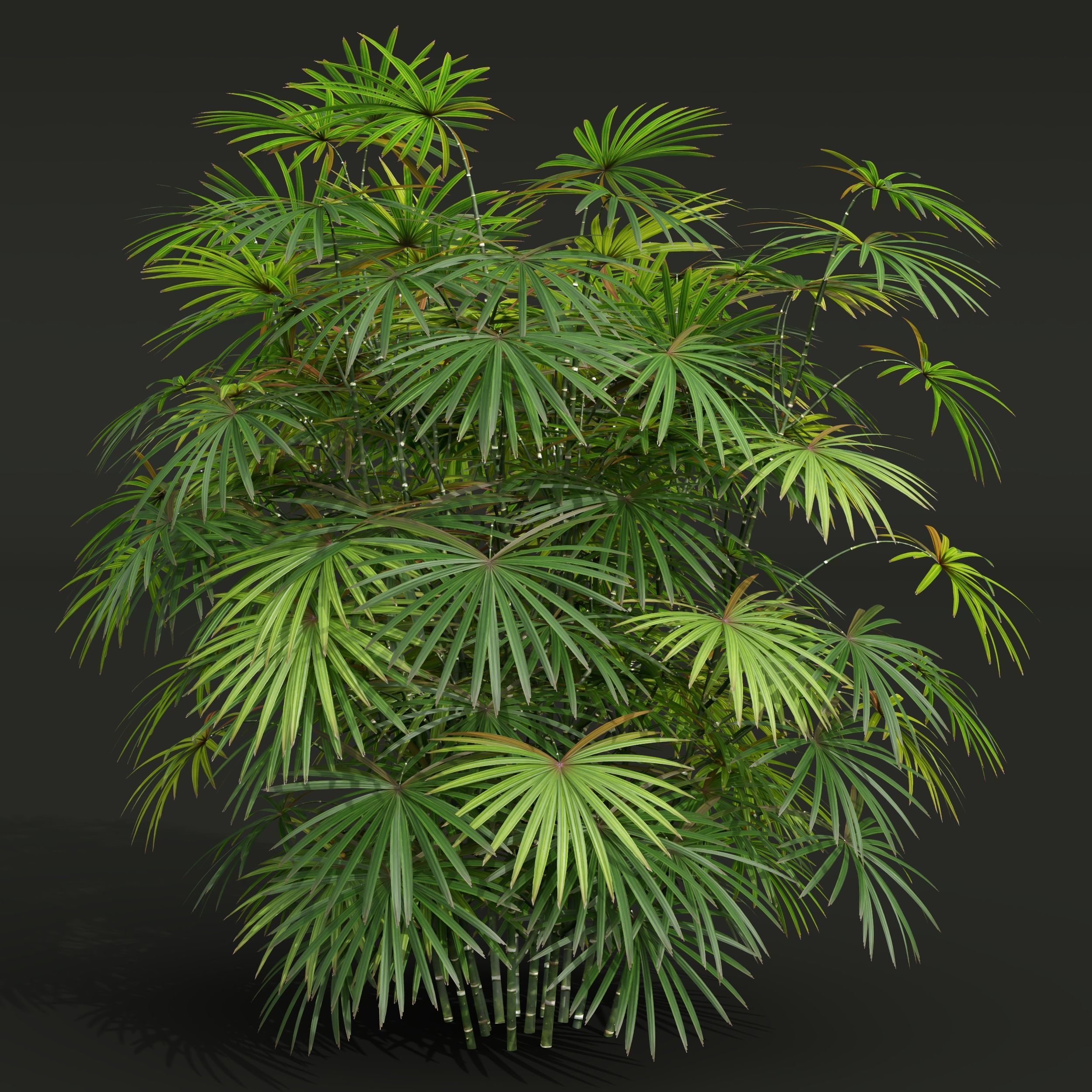 Rhapis Excelsa Bush-9 different bush 3D model_5