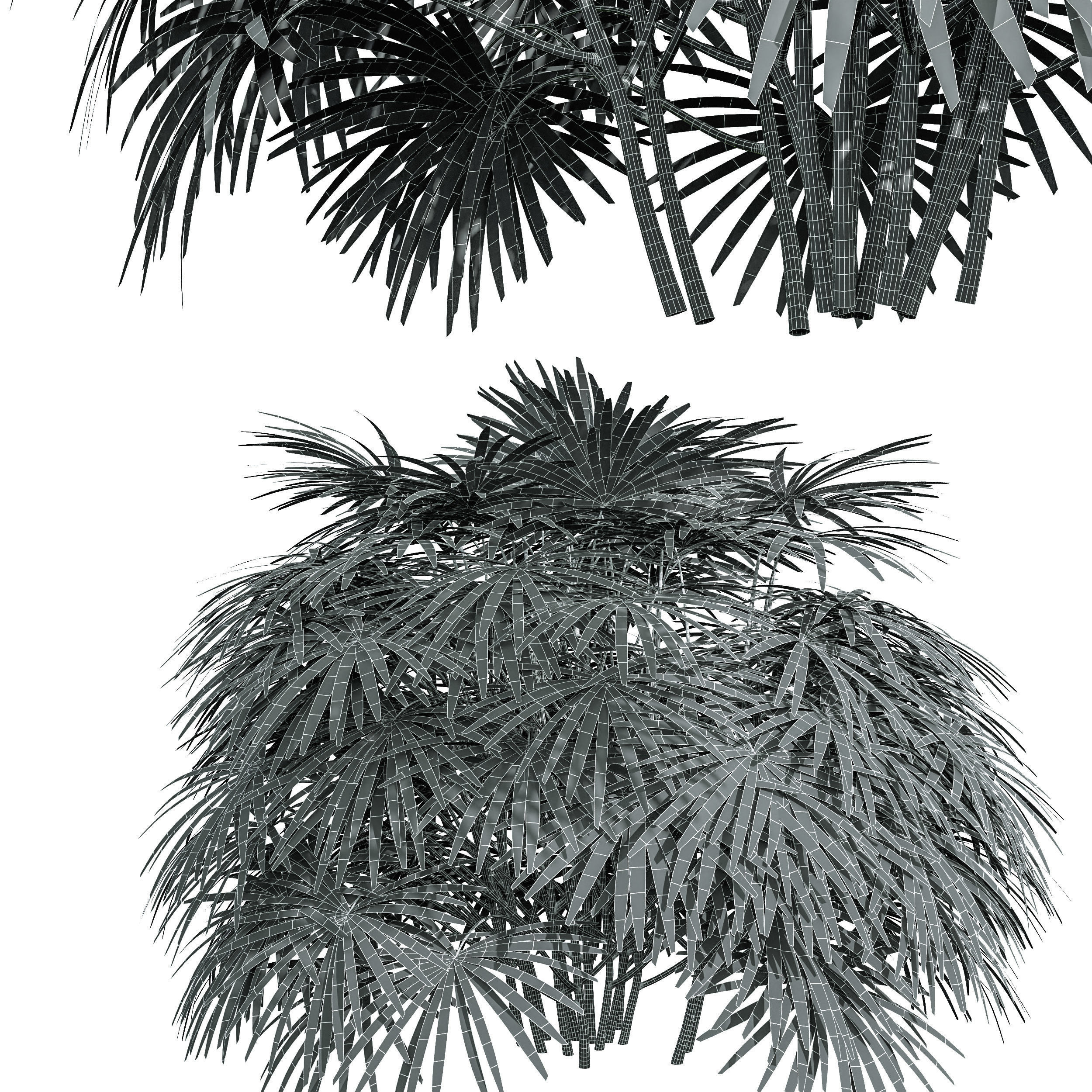 Rhapis Excelsa Bush-9 different bush 3D model_6