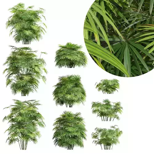 Rhapis Excelsa Bush-9 different bush
