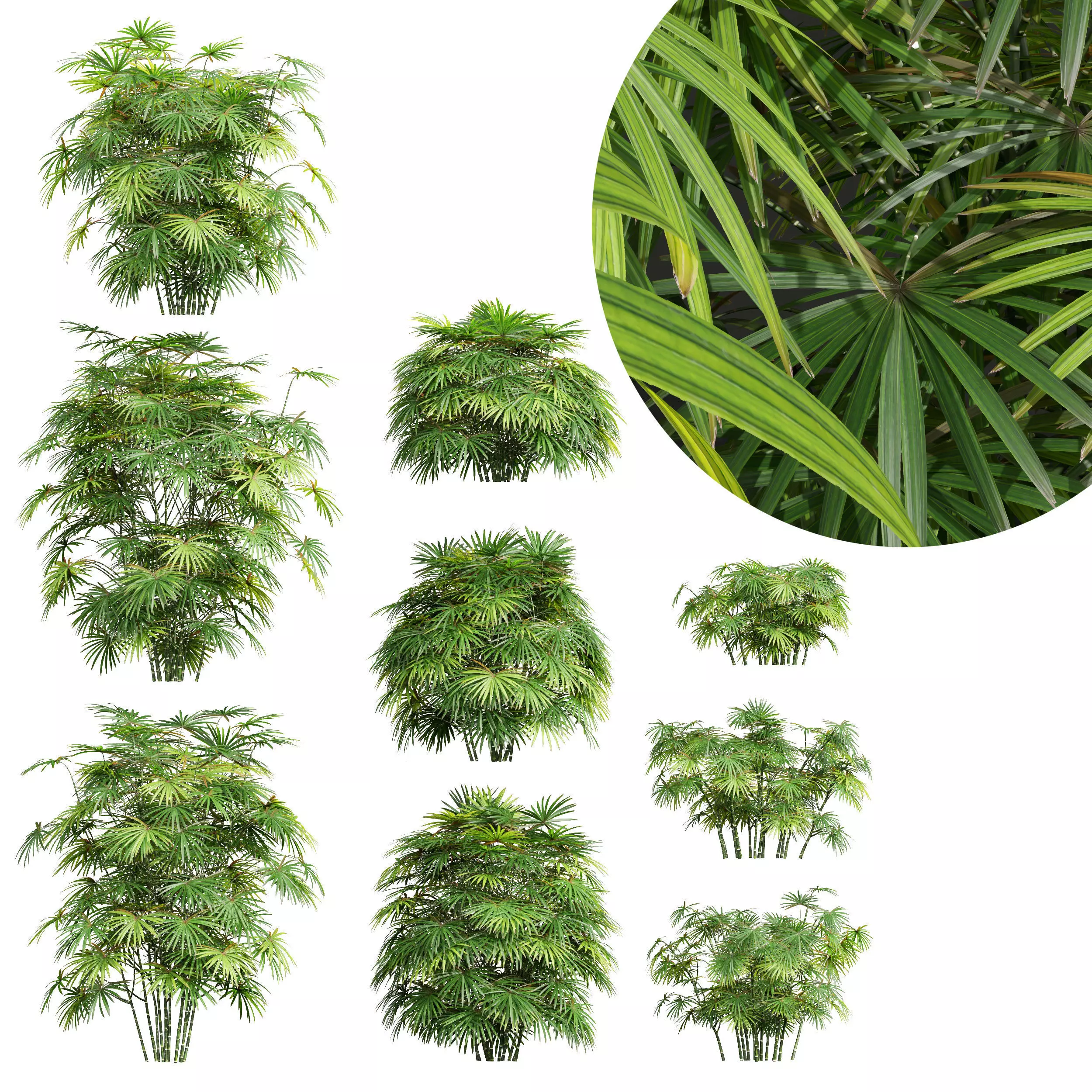 Rhapis Excelsa Bush-9 different bush 3D model_0