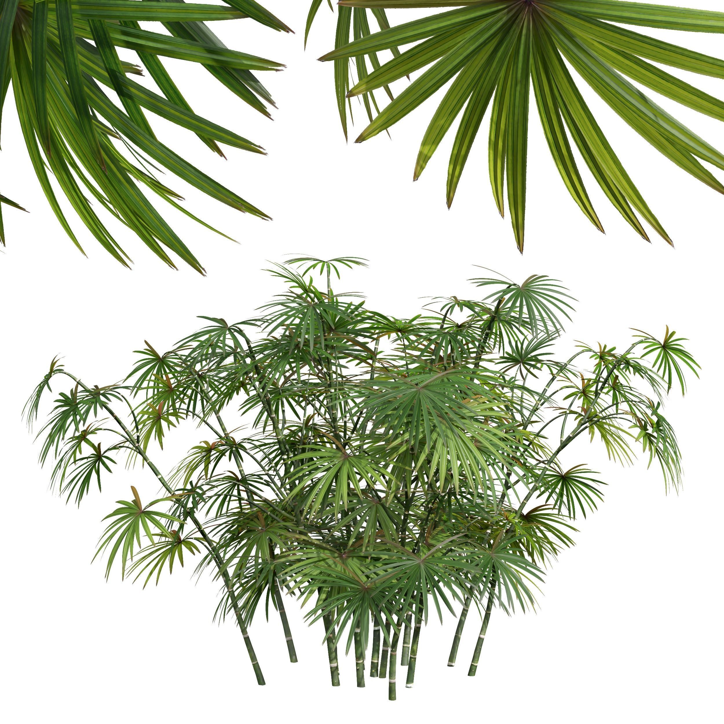 Rhapis Excelsa Bush-9 different bush 3D model_3