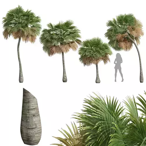 New Plant High detail Borassus Flabellifer Small 3D model