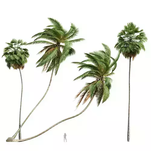 Cocos Nucifera Windy and Borassus Flabellifer 4 trees 3D model