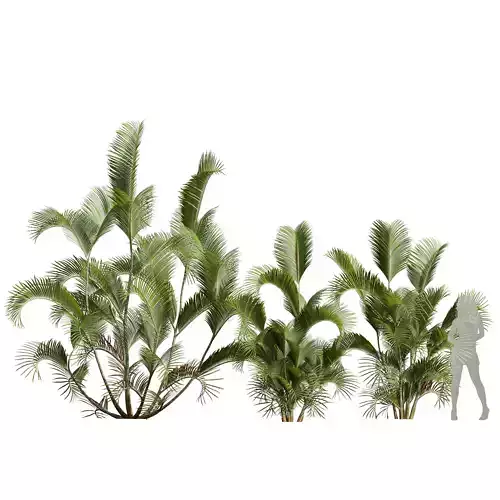 Chrysalidocarpus Lutescens 3D model