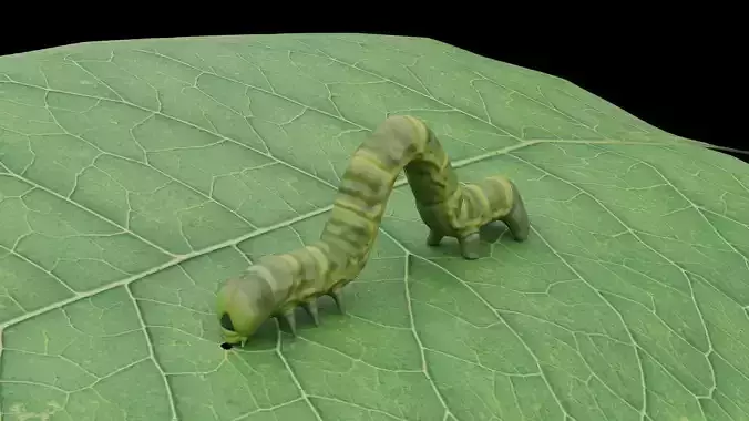 Caterpillar as low-poly model Low-poly 3D model