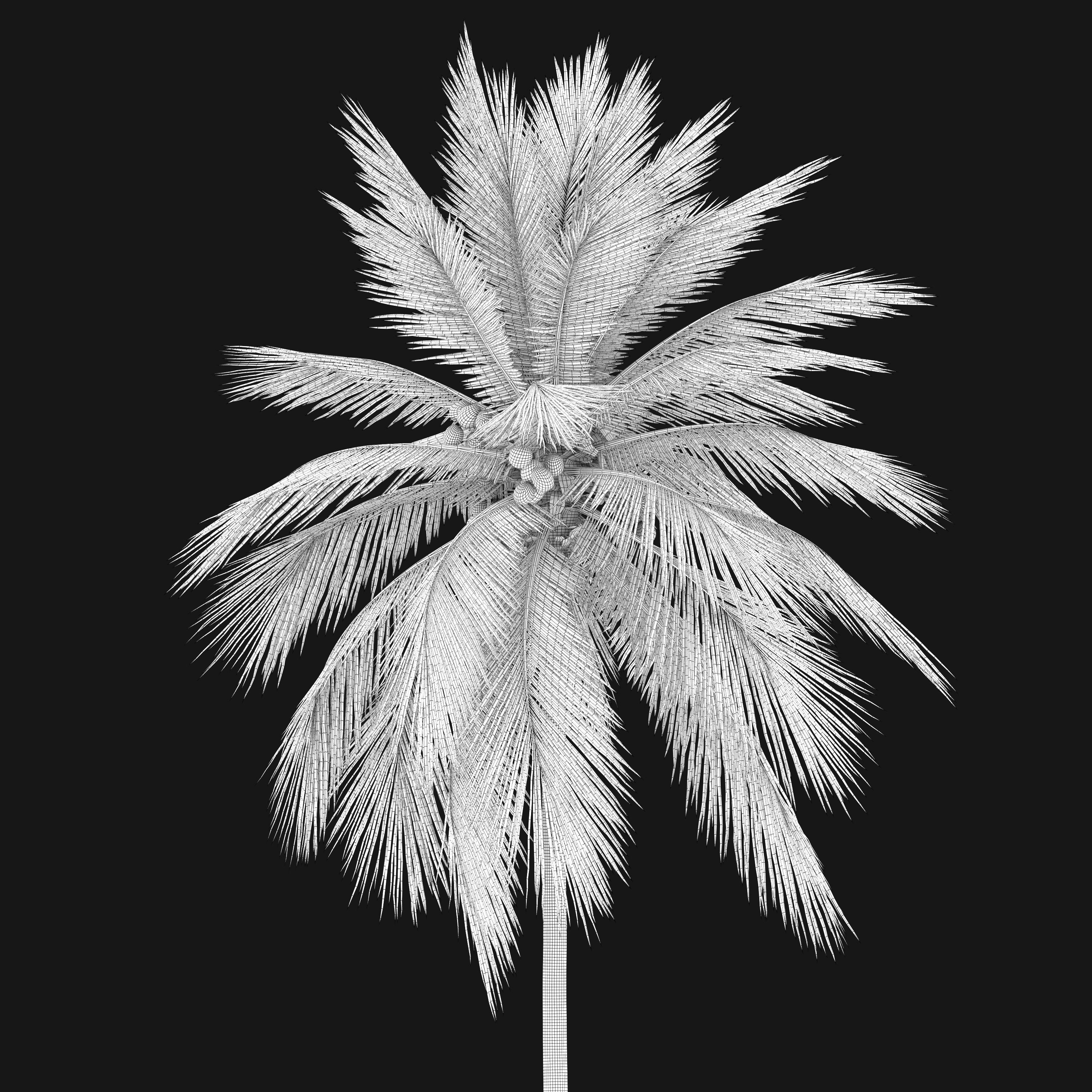 Coconut Palm 03 3D model_5
