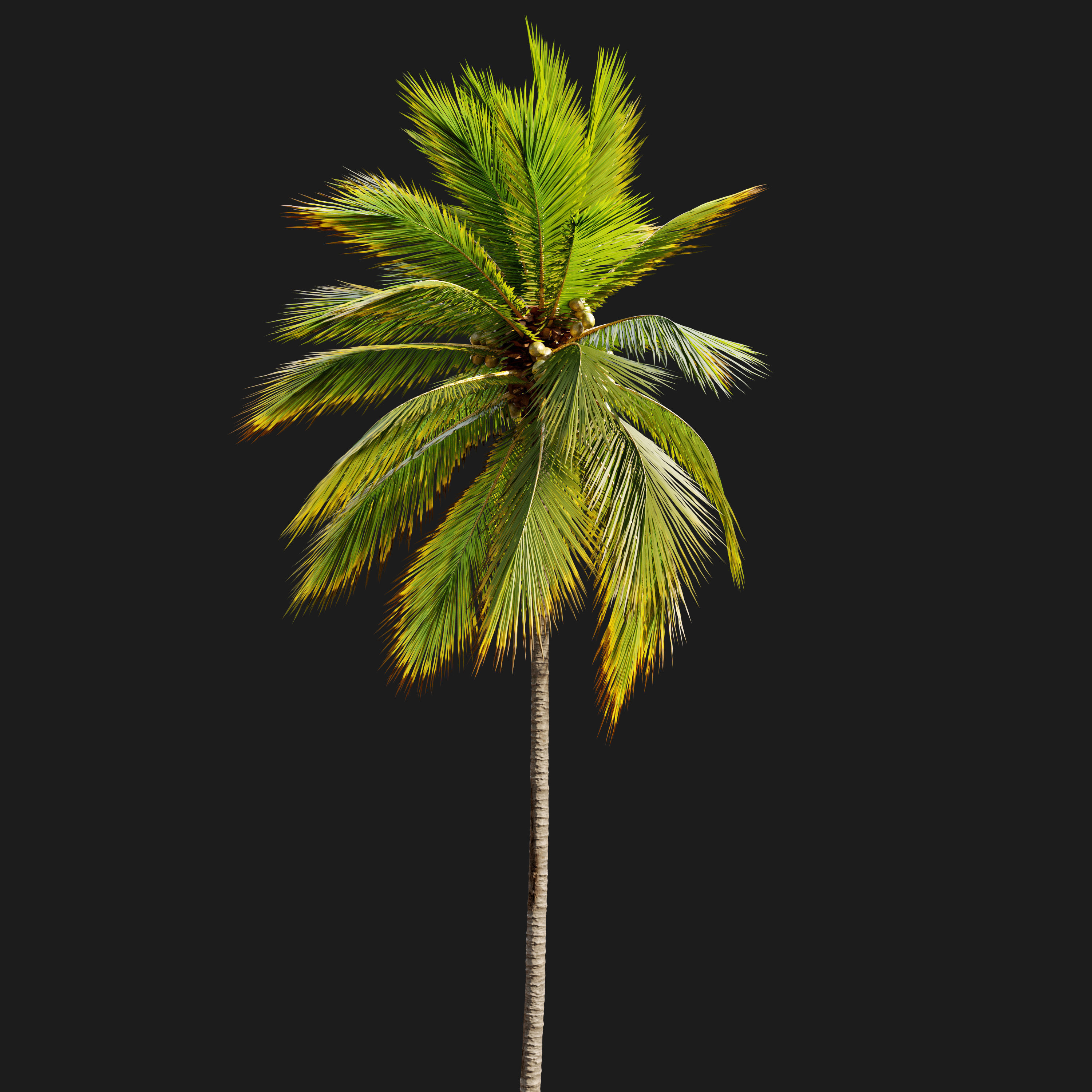Coconut Palm 03 3D model_3