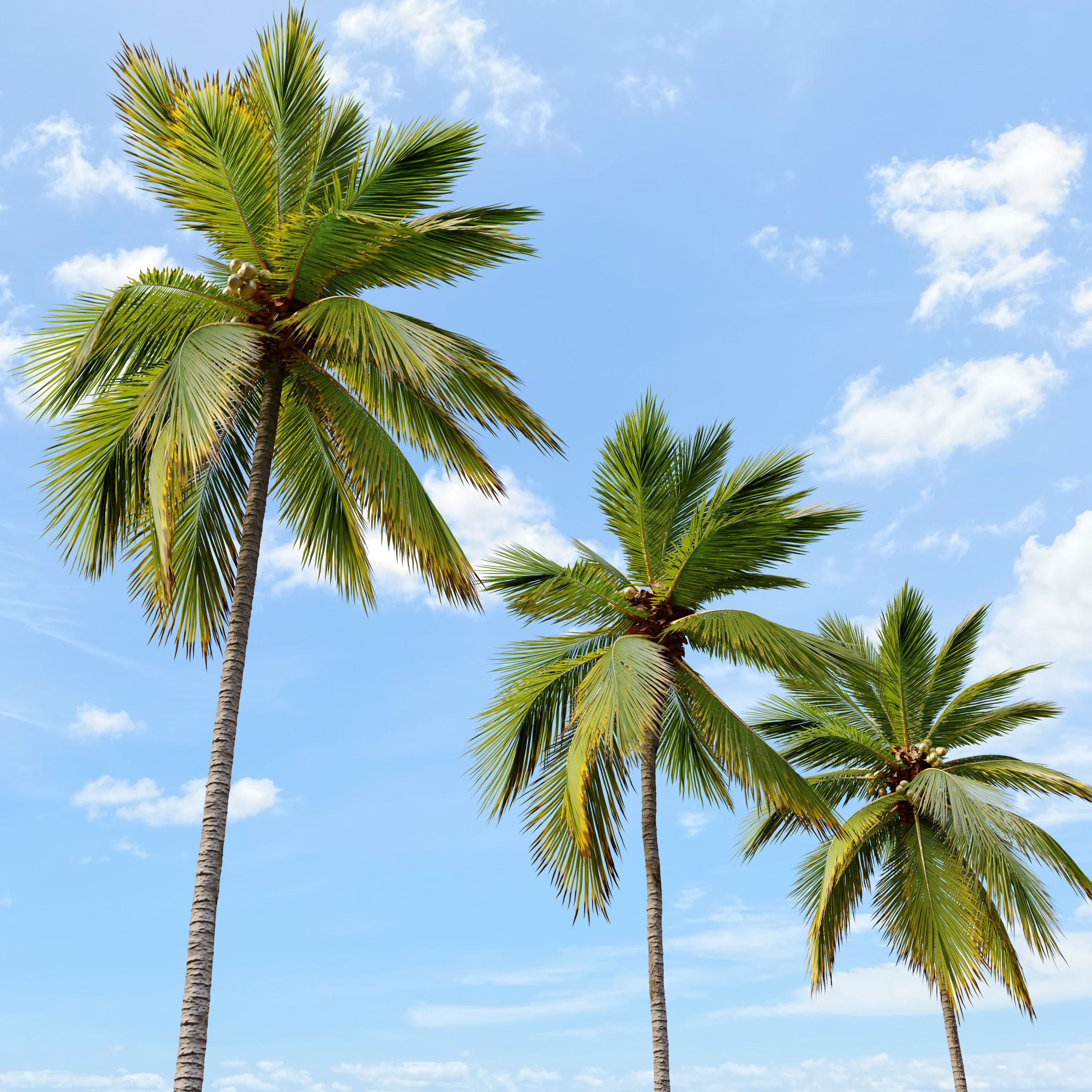 Coconut Palm 03 3D model_4