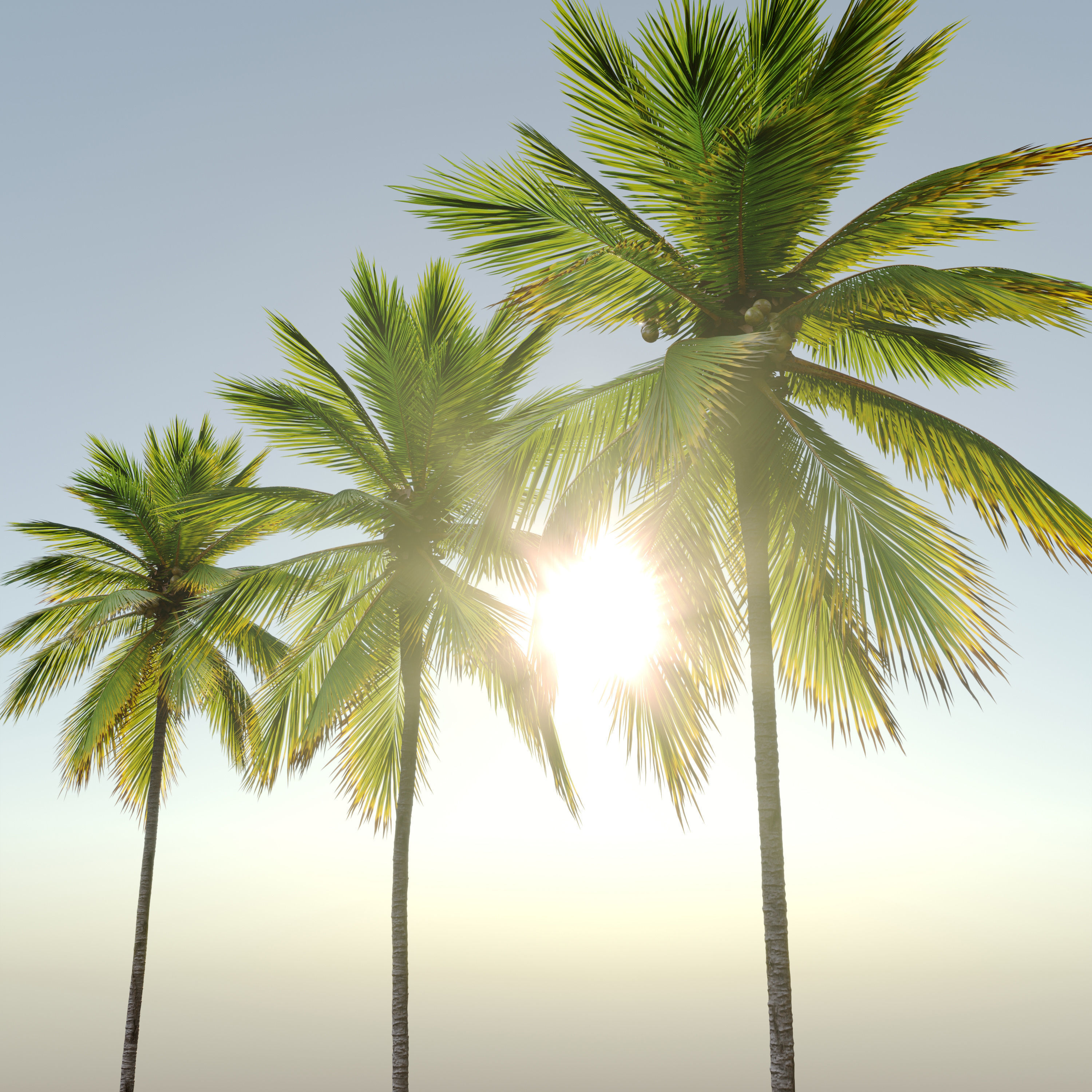 Coconut Palm 03 3D model_2