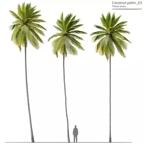 Coconut Palm 03 3D model