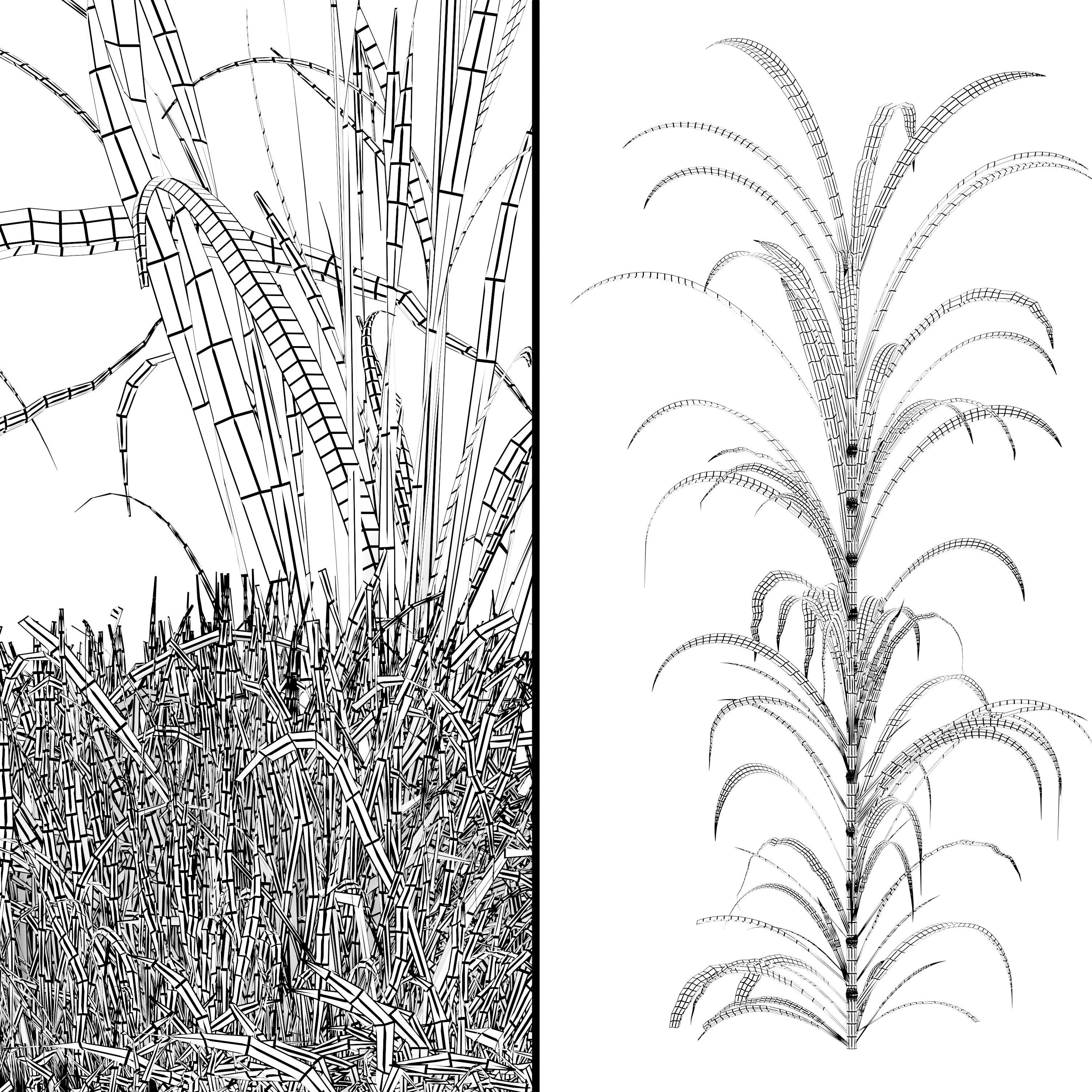 canebrake grass and other plants 3D model_4