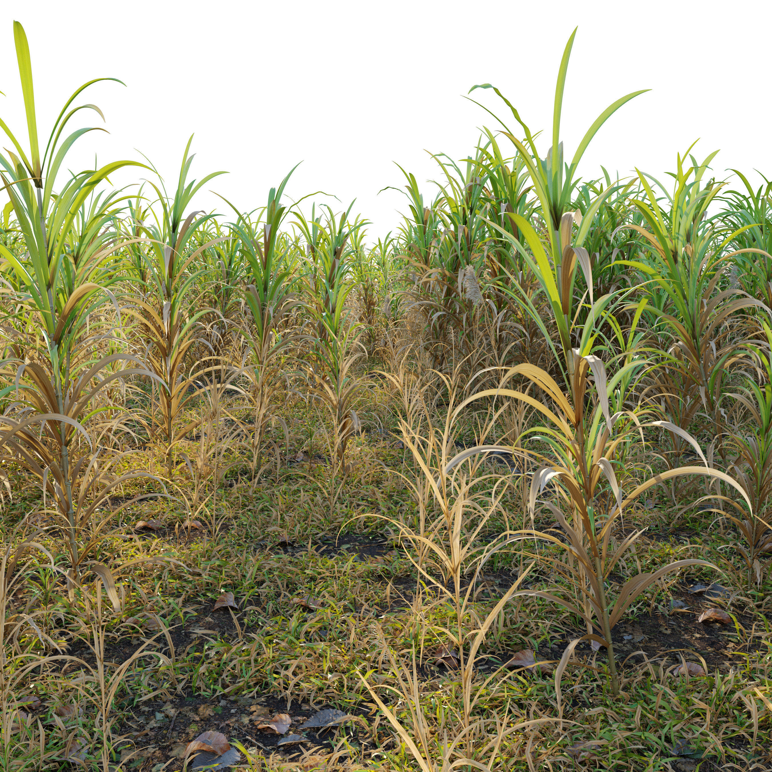 canebrake grass and other plants 3D model_2