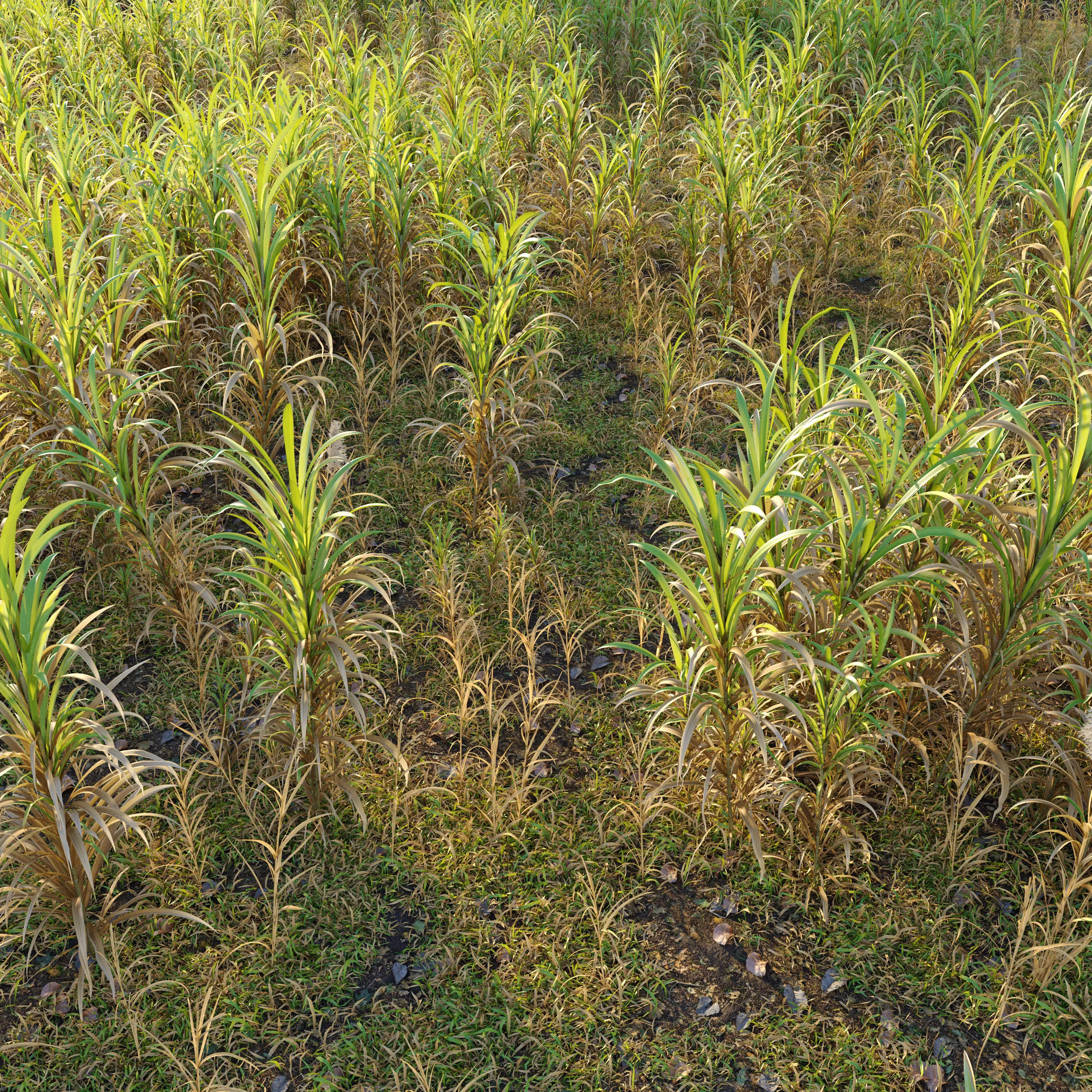 canebrake grass and other plants 3D model_0