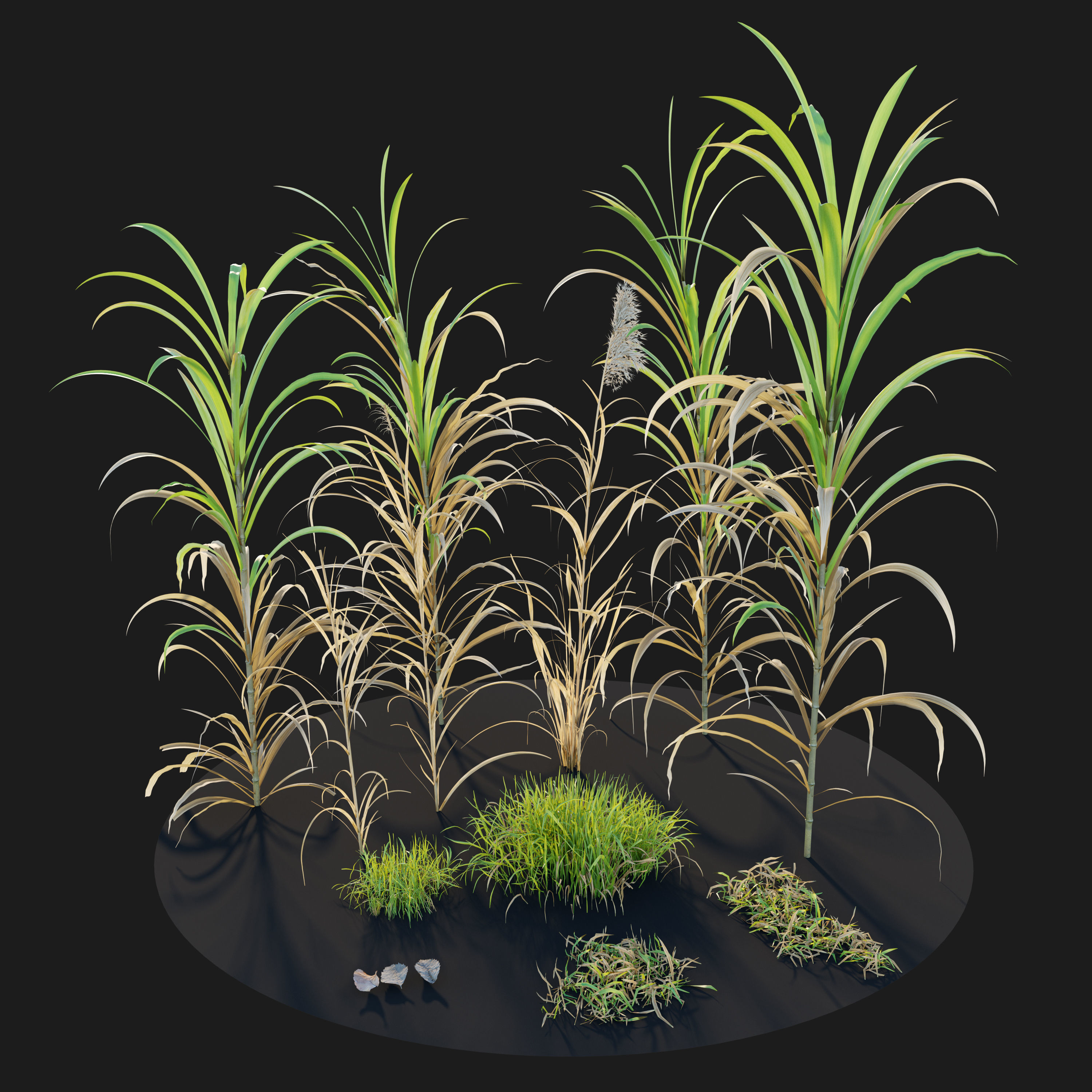 canebrake grass and other plants 3D model_3