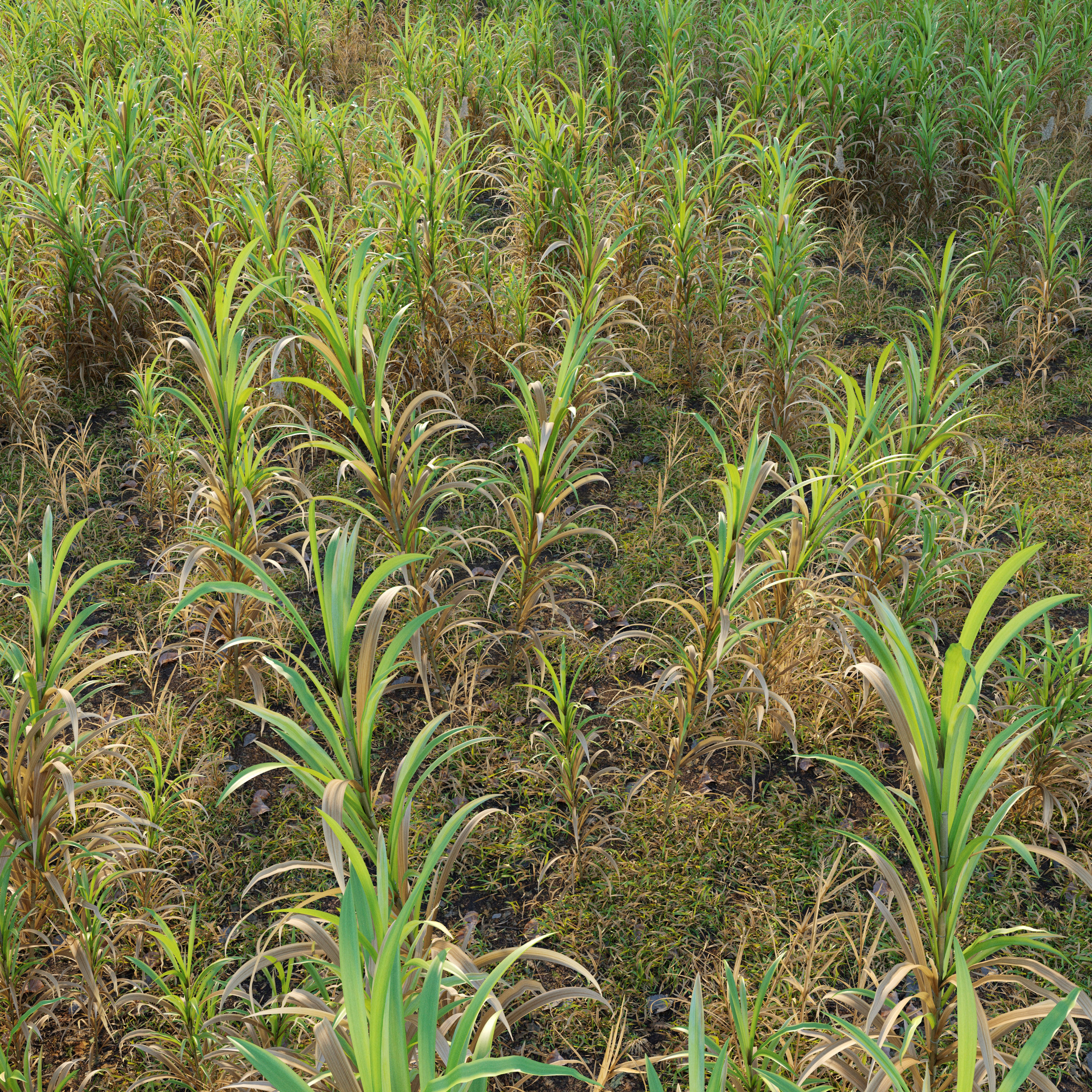 canebrake grass and other plants 3D model_1