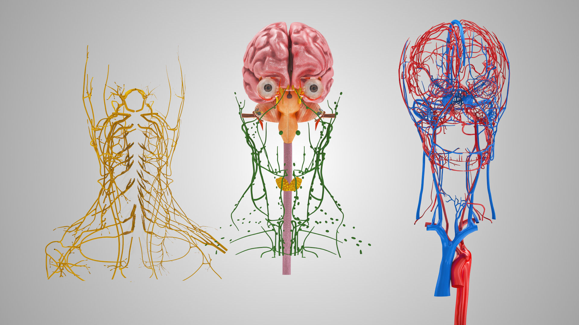 Detailed Head Anatomy with cross-section Low-poly 3D model_9