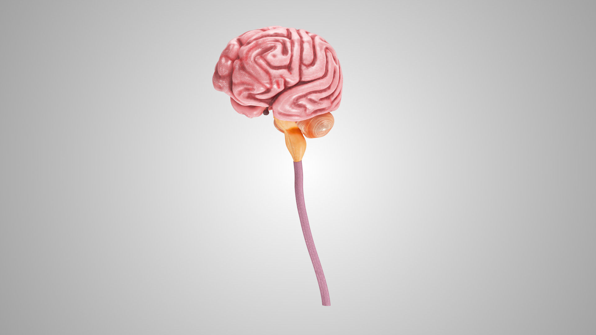 Detailed Head Anatomy with cross-section Low-poly 3D model_20