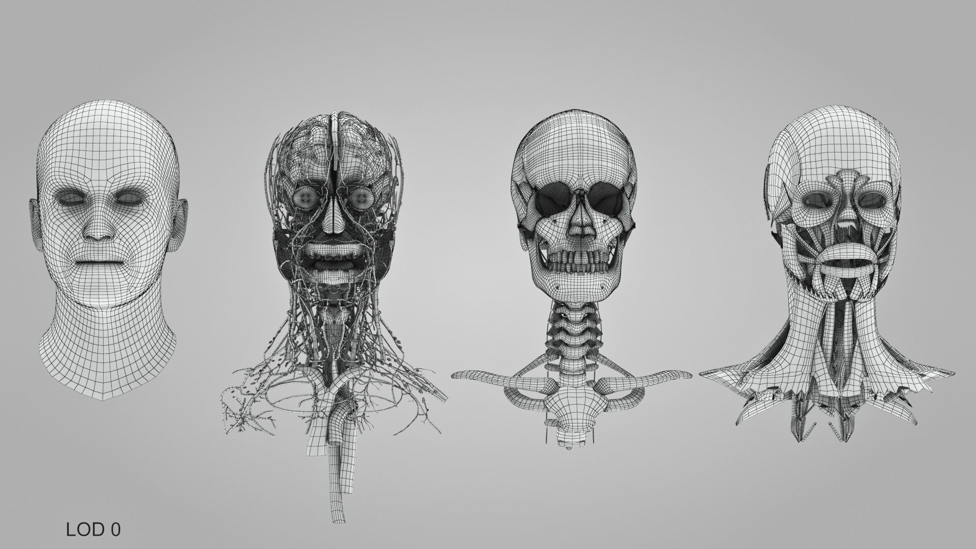 Detailed Head Anatomy with cross-section Low-poly 3D model_43