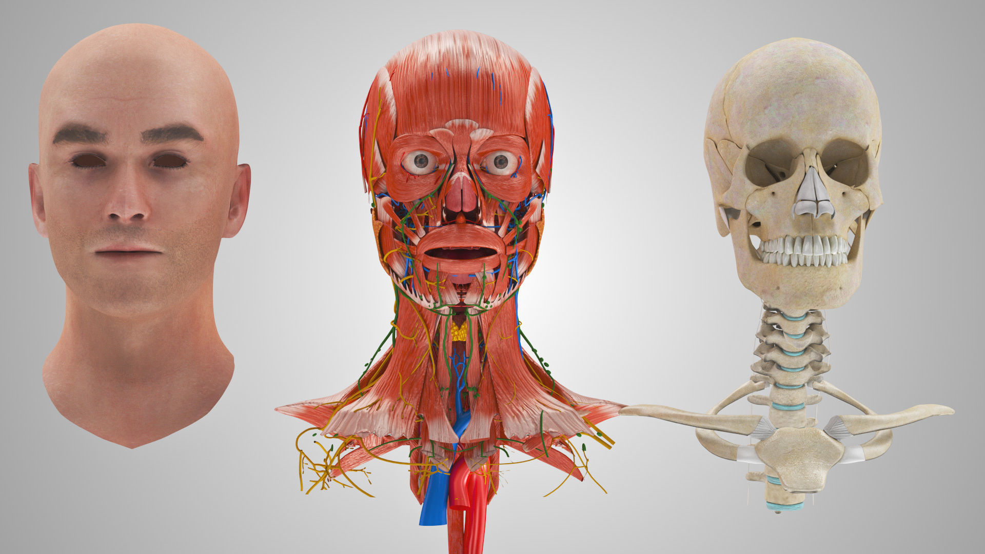 Detailed Head Anatomy with cross-section Low-poly 3D model_3