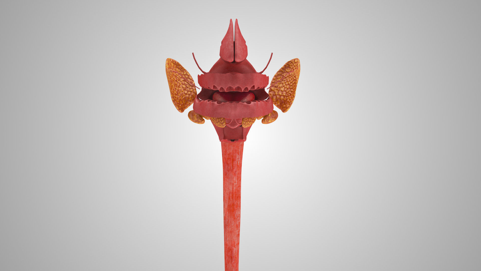 Detailed Head Anatomy with cross-section Low-poly 3D model_26