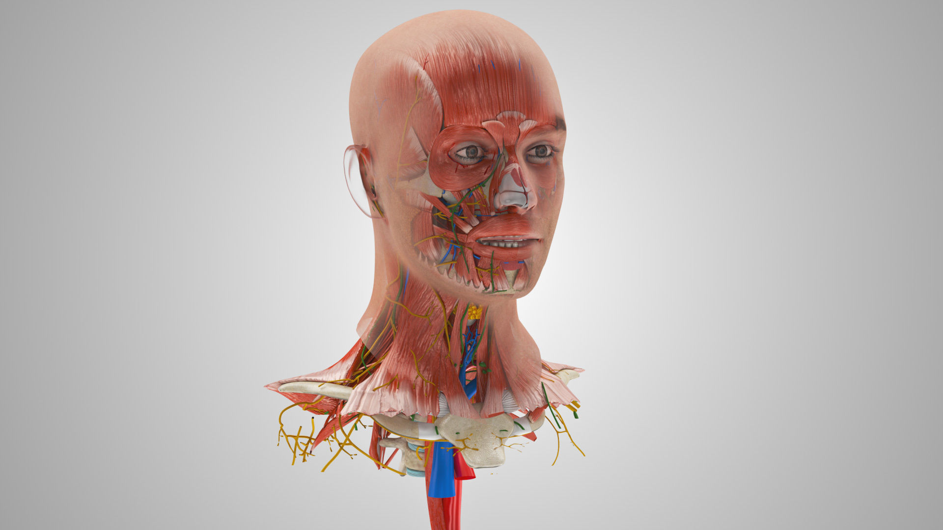 Detailed Head Anatomy with cross-section Low-poly 3D model_5