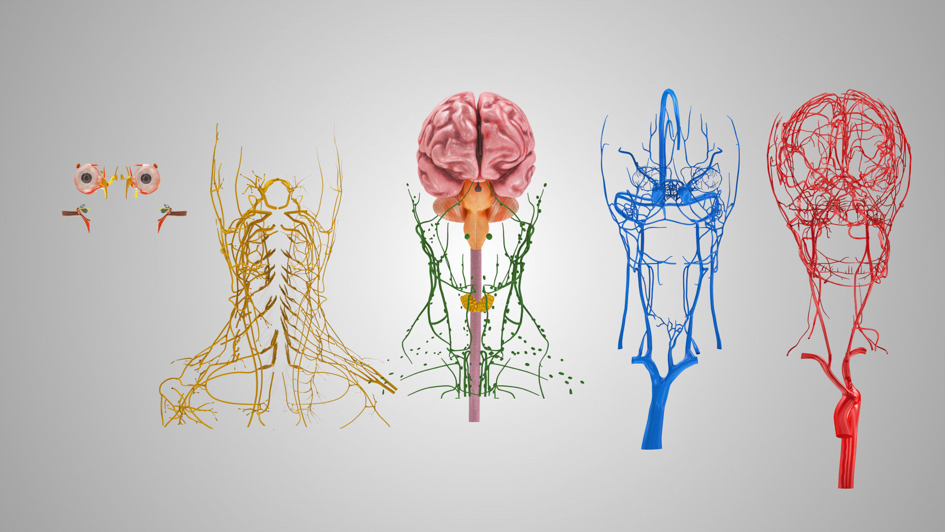 Detailed Head Anatomy with cross-section Low-poly 3D model_10