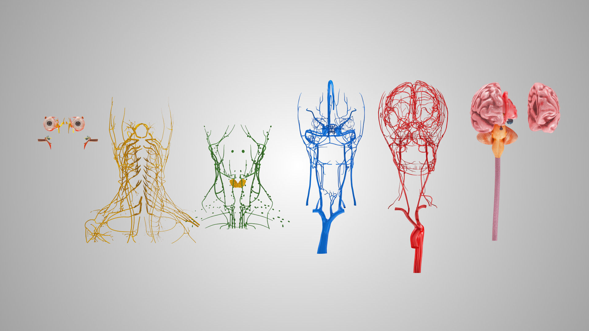 Detailed Head Anatomy with cross-section Low-poly 3D model_11