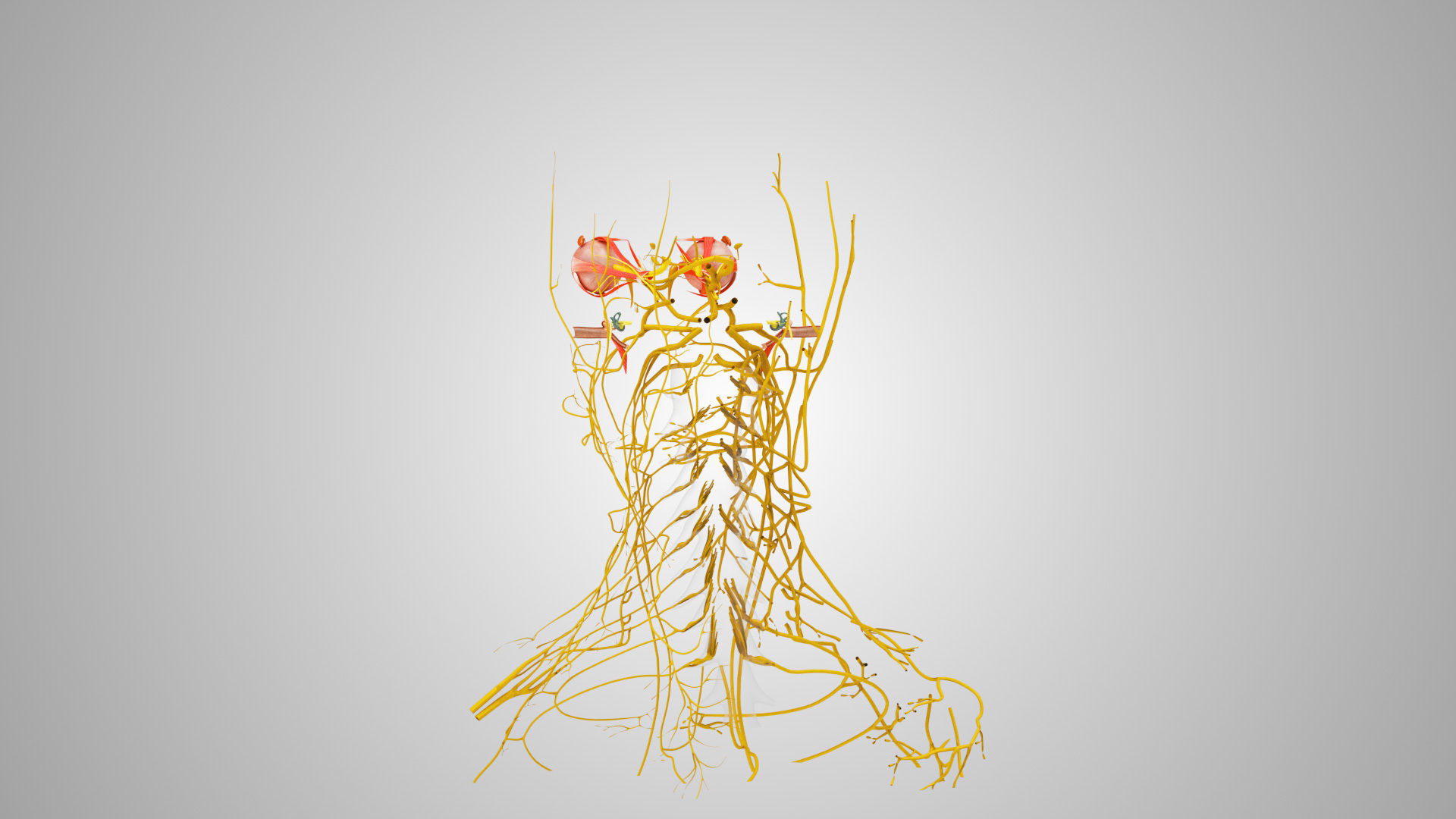 Detailed Head Anatomy with cross-section Low-poly 3D model_18