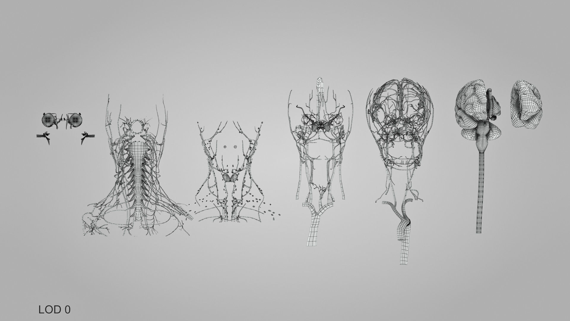 Detailed Head Anatomy with cross-section Low-poly 3D model_57