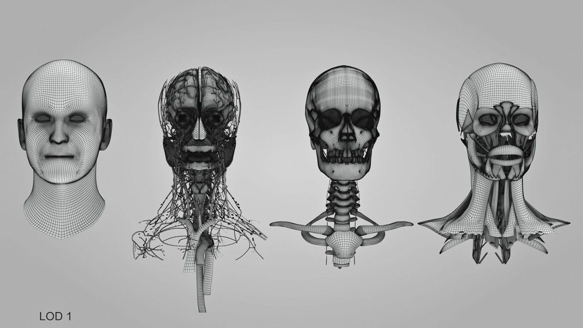 Detailed Head Anatomy with cross-section Low-poly 3D model_44