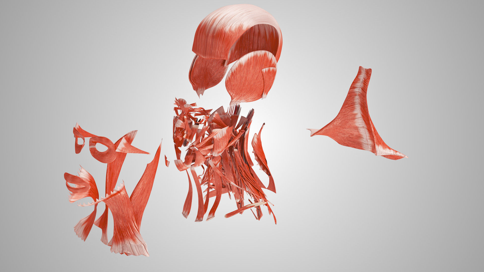 Detailed Head Anatomy with cross-section Low-poly 3D model_35