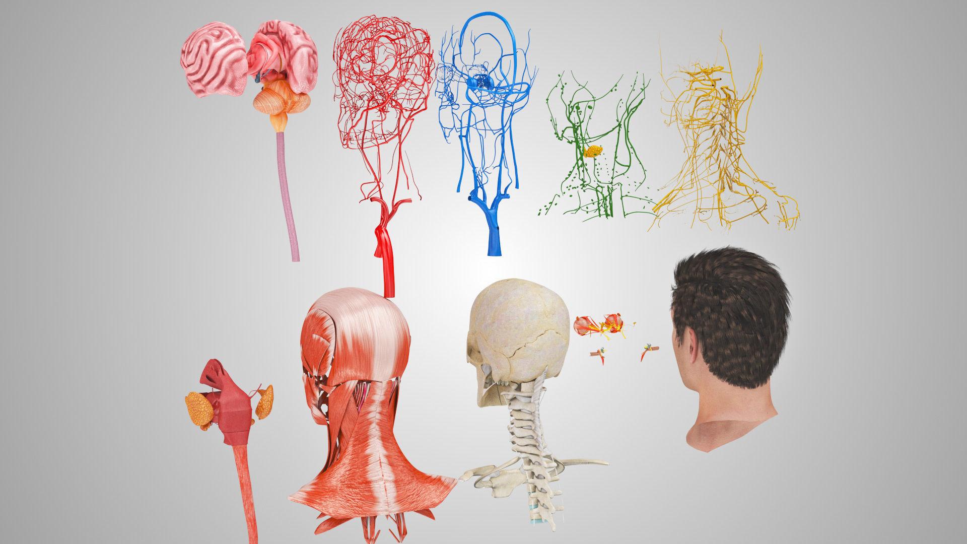 Detailed Head Anatomy with cross-section Low-poly 3D model_13