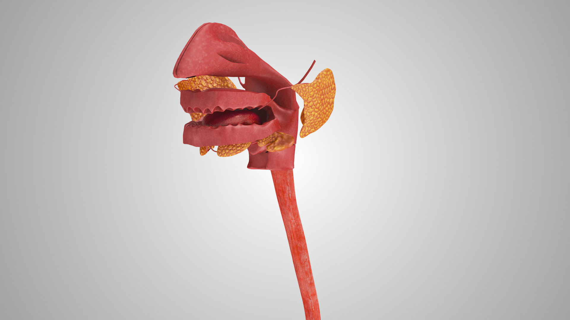 Detailed Head Anatomy with cross-section Low-poly 3D model_24